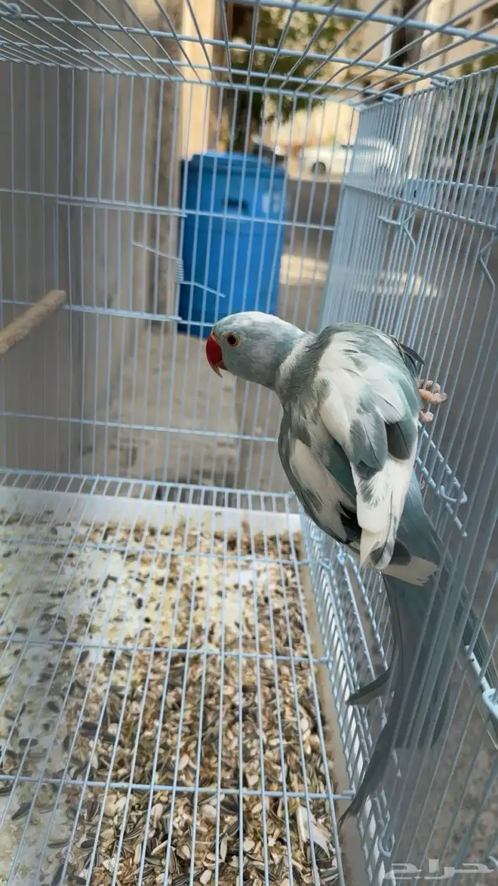 ذكر دره ابرق 0