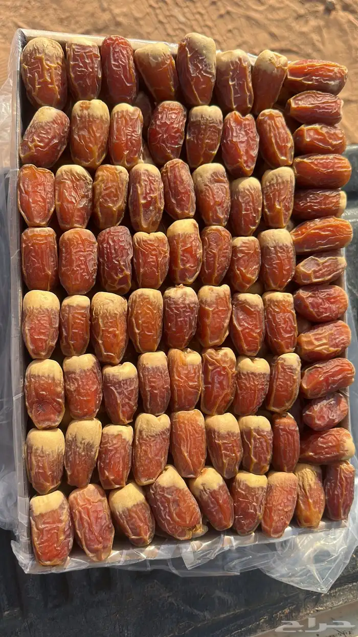 تمر صقعي ملكي 2