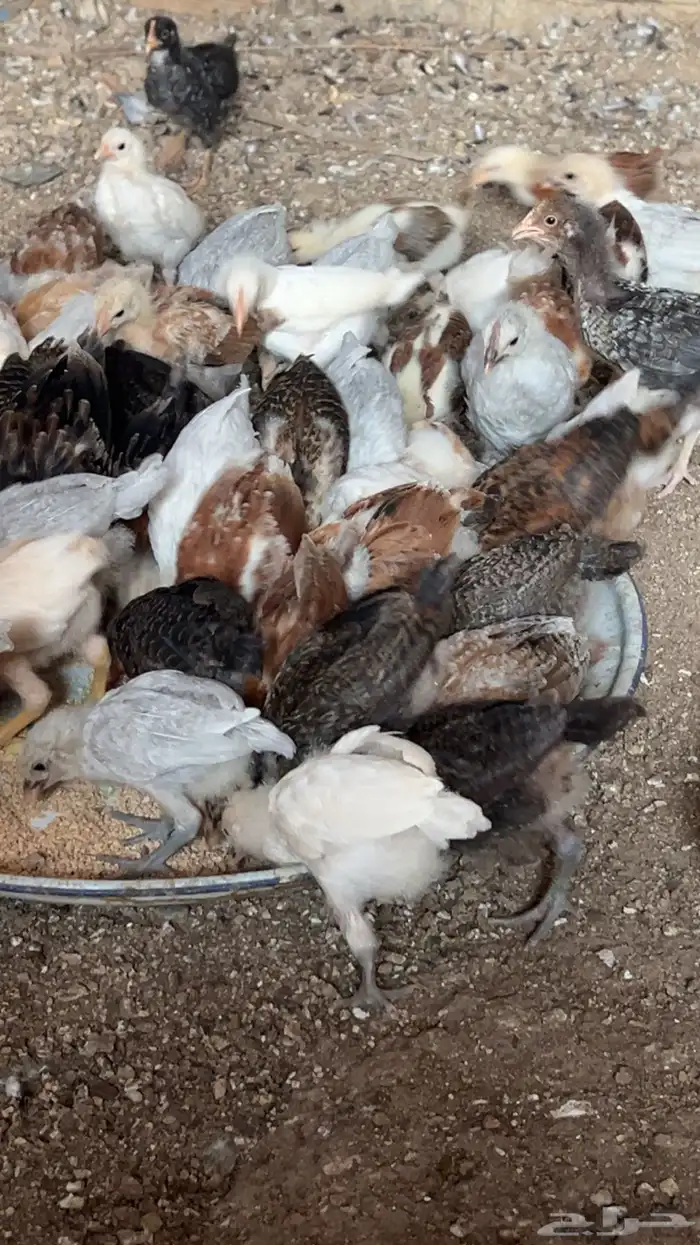 صوص بلدي مشكل 2