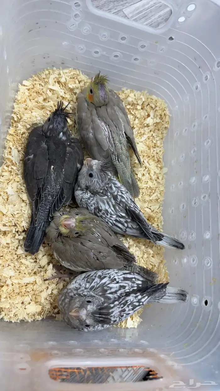 فروخ كروان اليفه 1