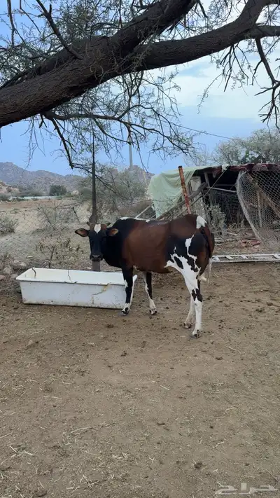 بقرة جرسي index