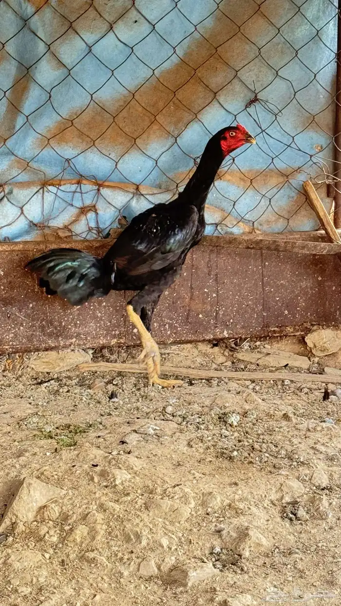 دجاج 0