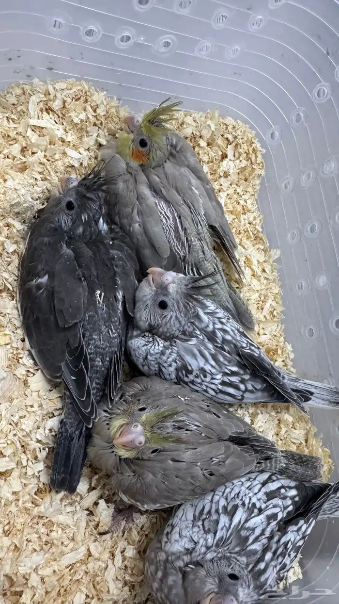 فروخ كروان اليفه 2