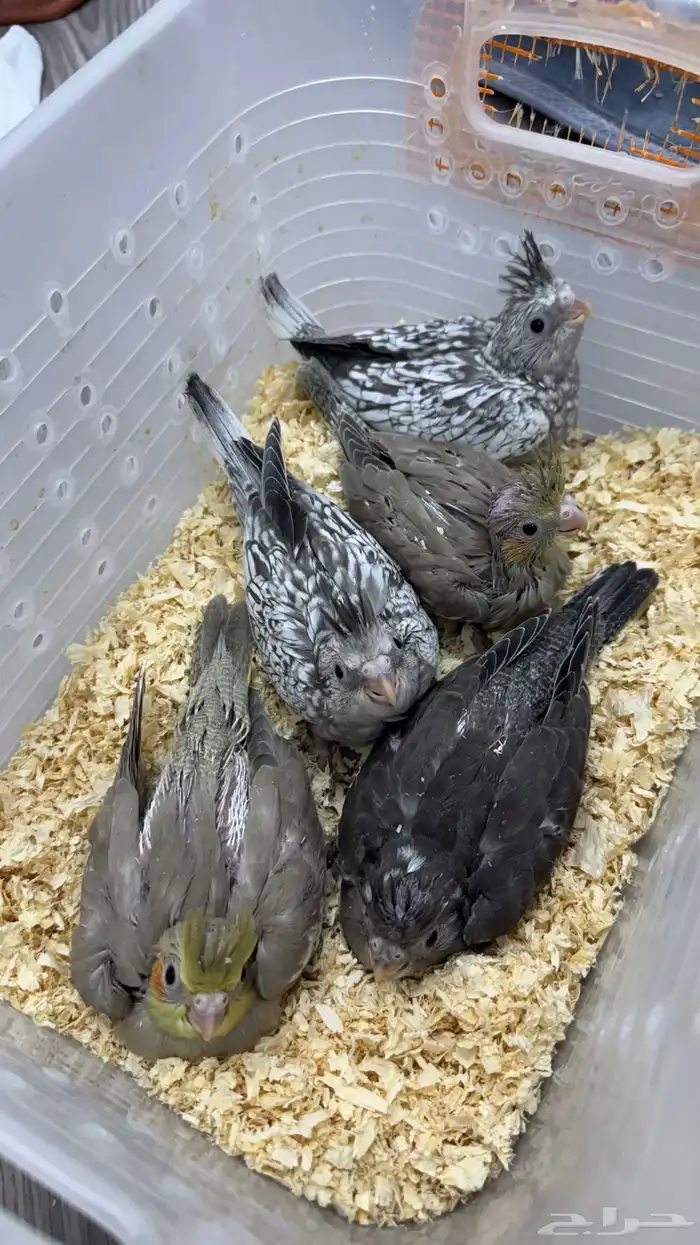 فروخ كروان اليفه 0