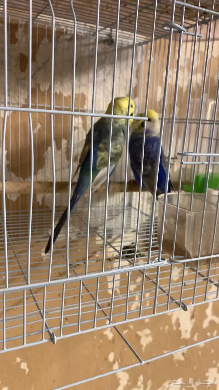زوج بادجي رنمبو منتج (( تم البيع )) 3