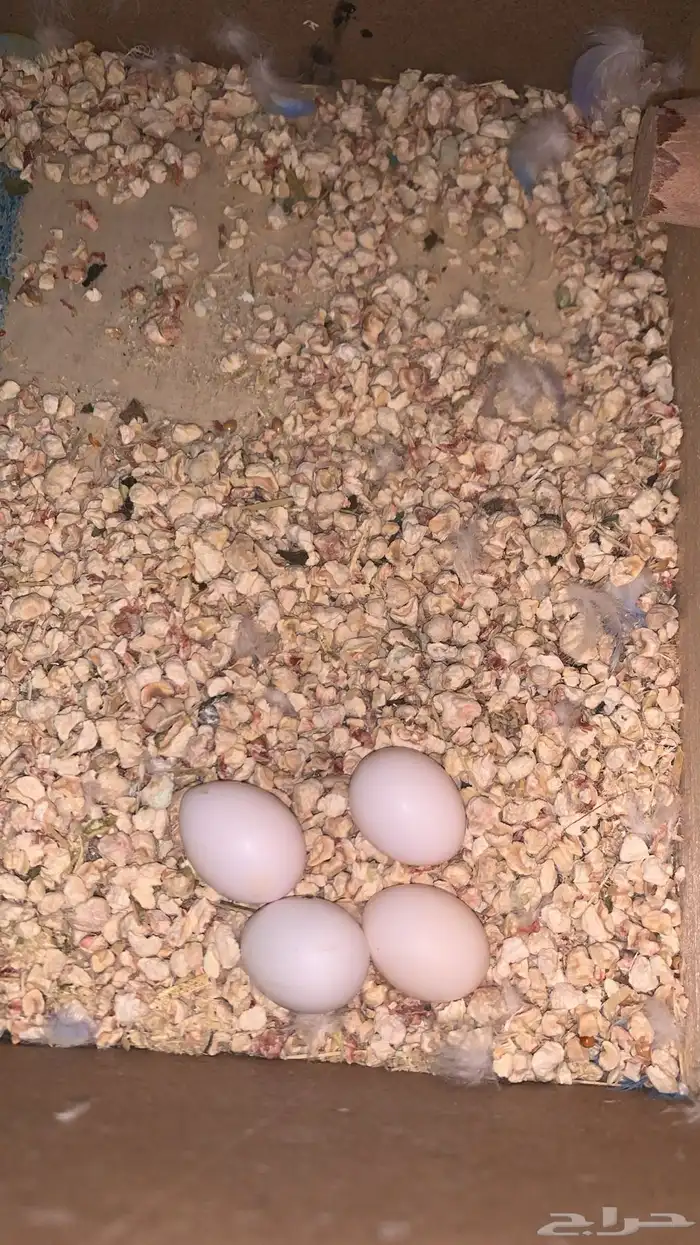 زوج بادجي رنمبو منتج (( تم البيع )) 4