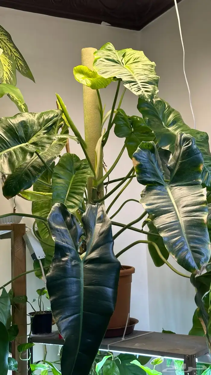 فيلودندرون بريسو  يردي من نوادر النباتات الداخلي 9