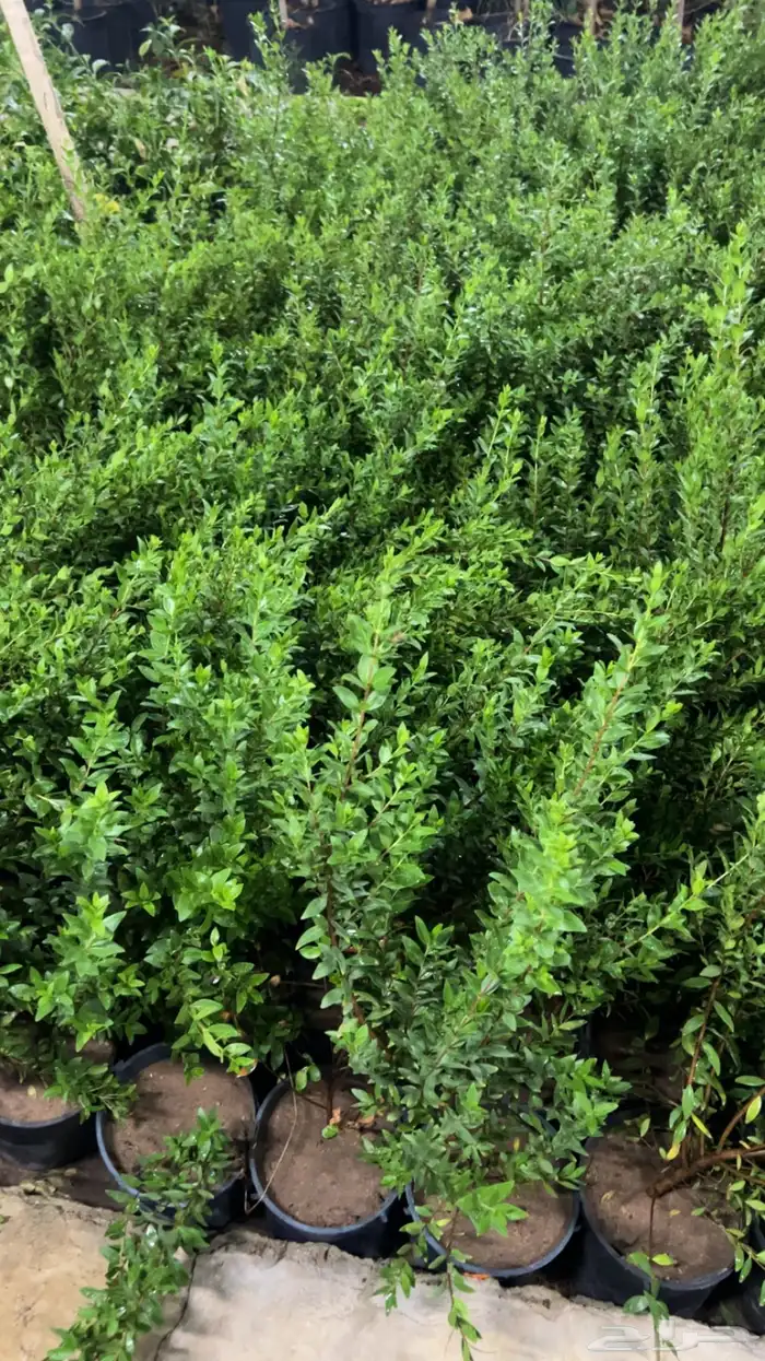 مشتل ومشاتل نباتات ظل وزينه نيم نخيل بونسيانا مورينجا 5