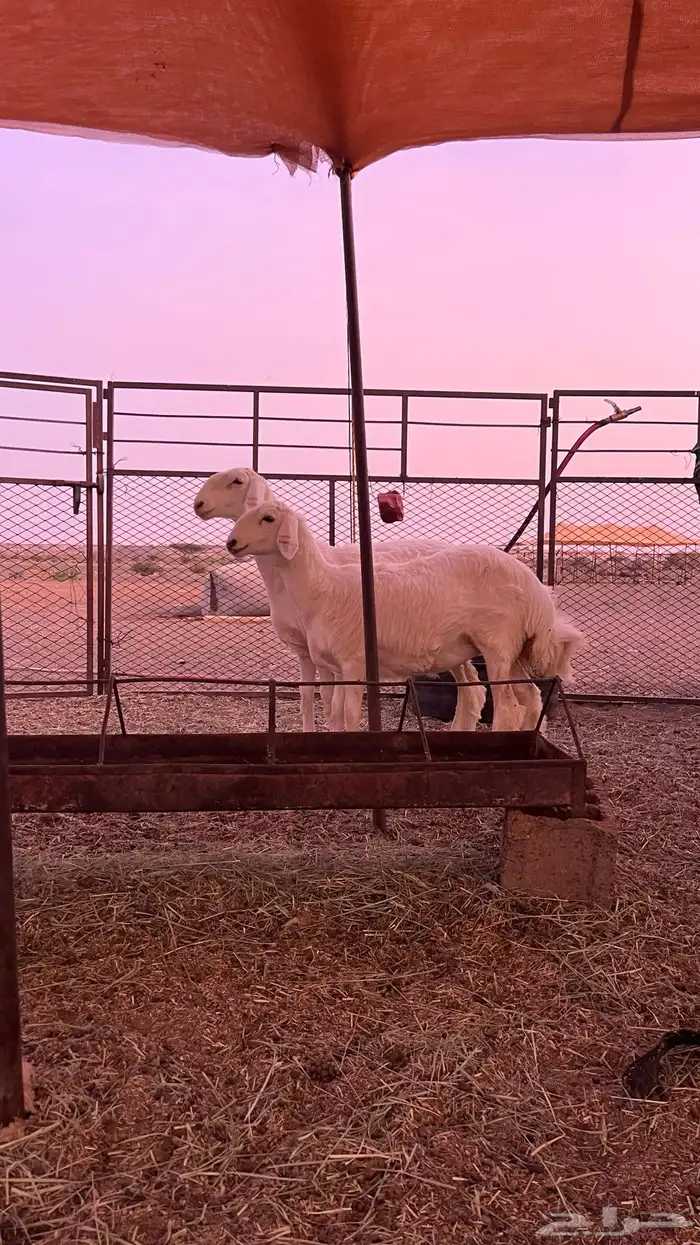 للبيع رخال حريات 0