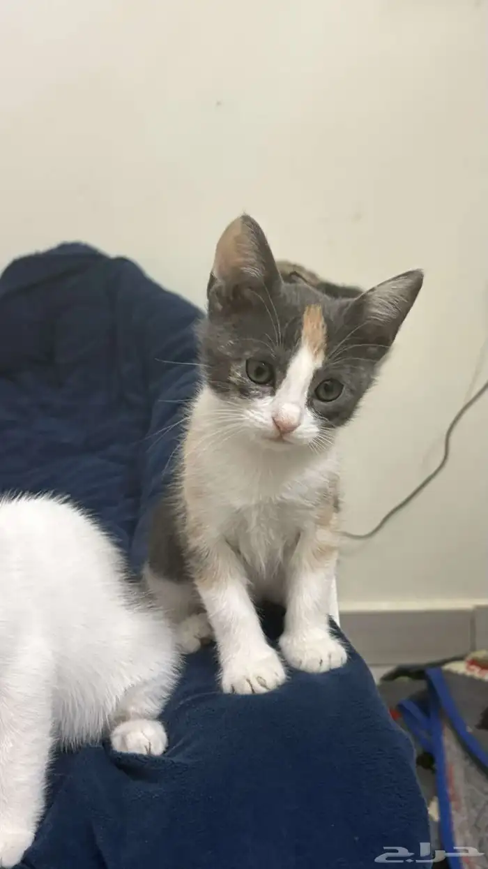 قطط تبني بيش 0