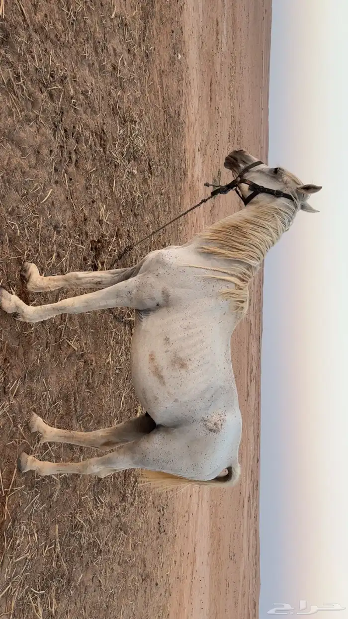 حصان شعبي 0