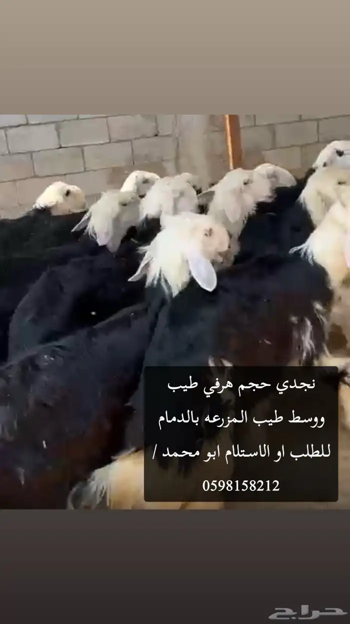 نجديات وحريات ونعيم موقعنا قرب حي فرسان حياكم الله جميعا 0