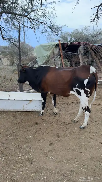 بقرة جرسي index