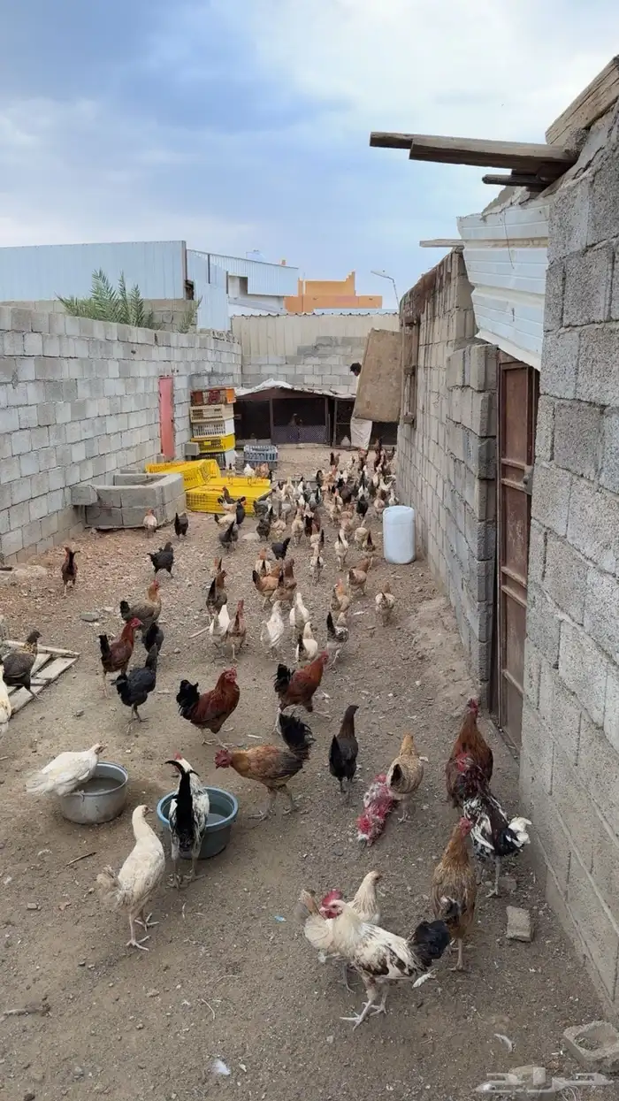 دجاج بلدي للبيع 3