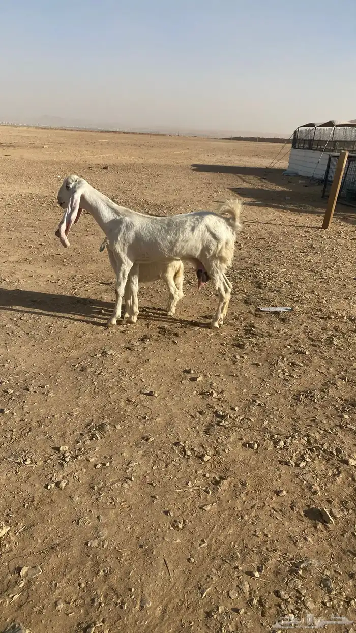 ثنيه معها رخل طيبه 0