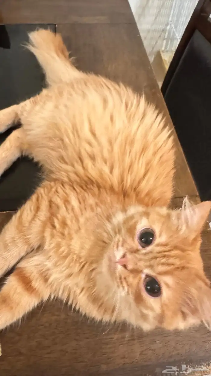 قطه شيرازي انثى 1