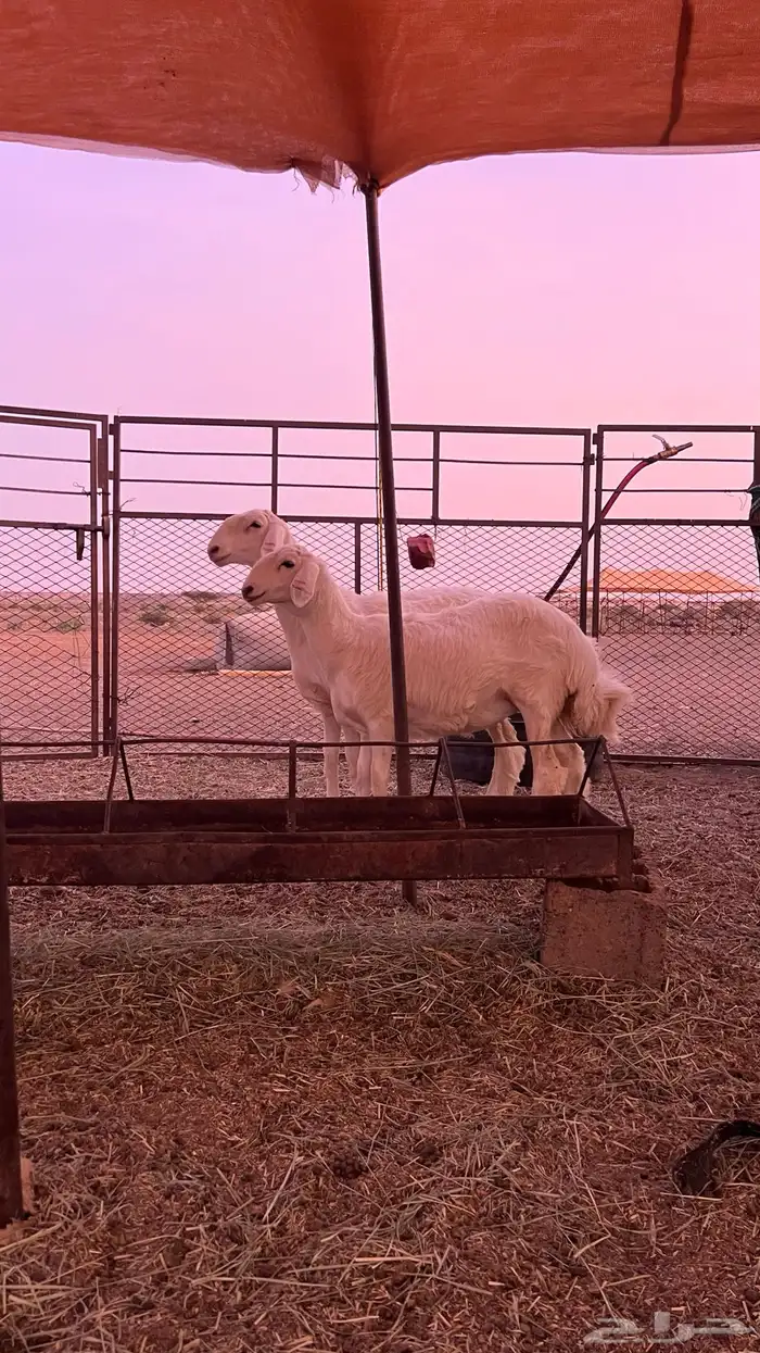 للبيع رخال حريات 2