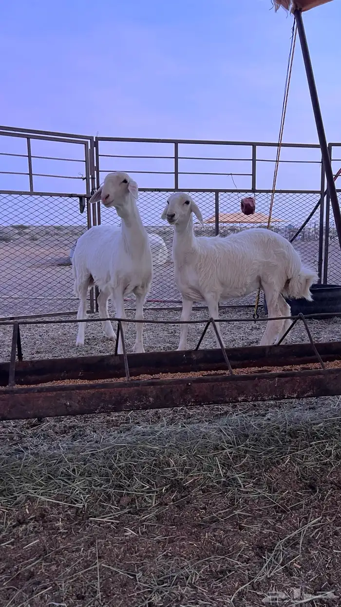للبيع رخال حريات 3