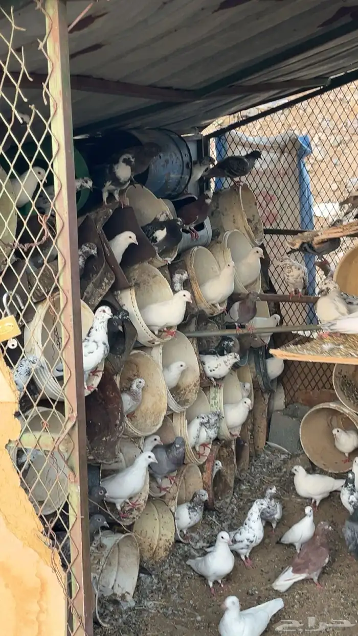 حمام مشكل 2