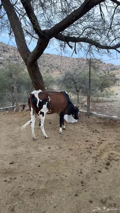 بقرة جرسي index