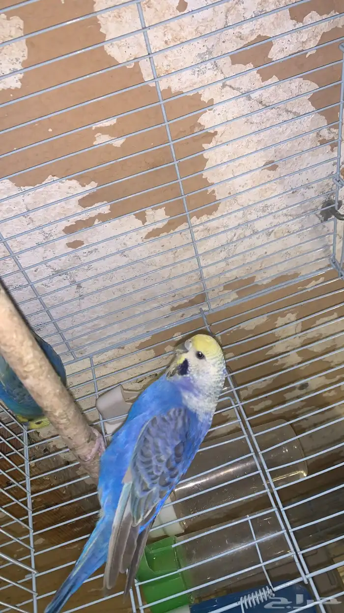 زوج بادجي رنمبو منتج (( تم البيع )) 0