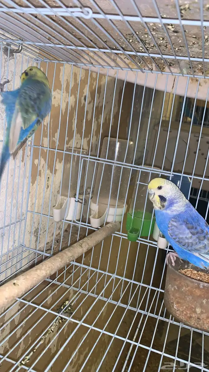 زوج بادجي رنمبو منتج (( تم البيع )) 2