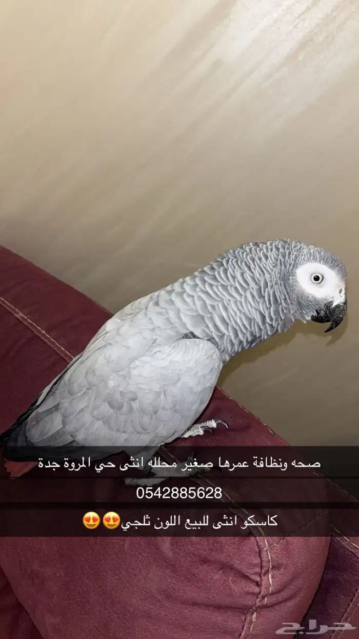 كاسكو ثلجي انثى 0
