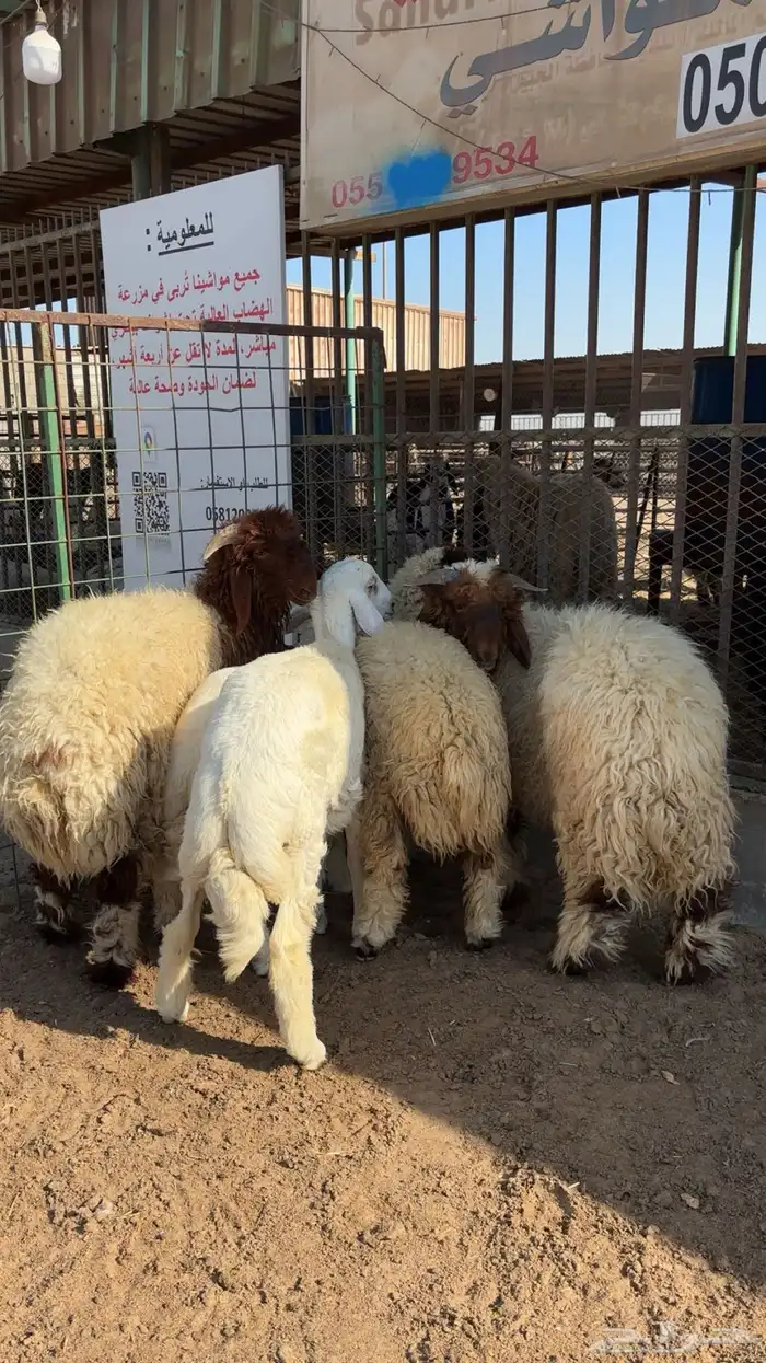 هرافي و جذعان بلدي البلدي 2