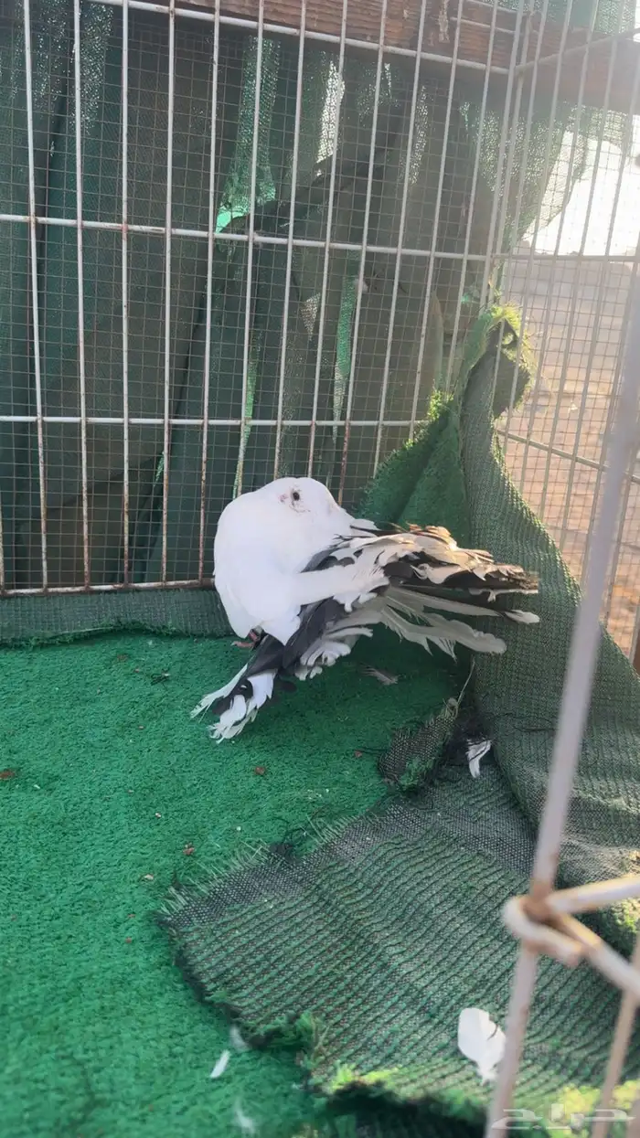 رقاص هولندي فناتيل 2