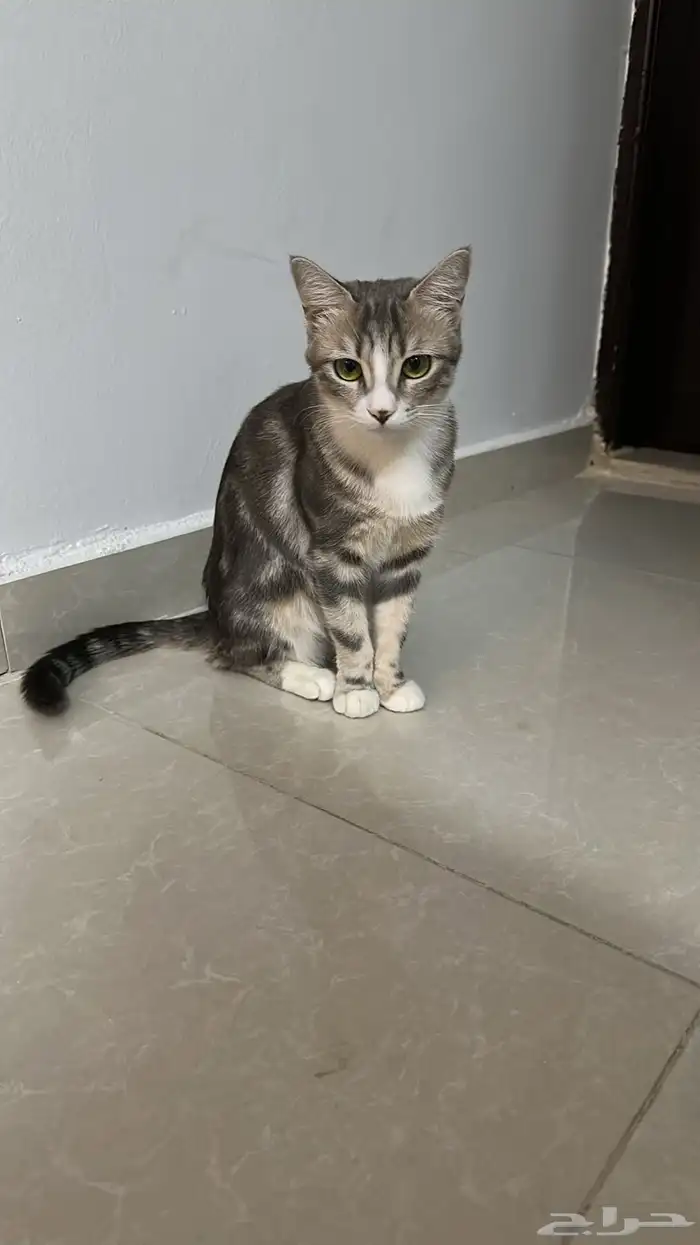 انثى غير معقمة عمرها سنة و تسعة أشهر   ذكية حنونة للتبني 0