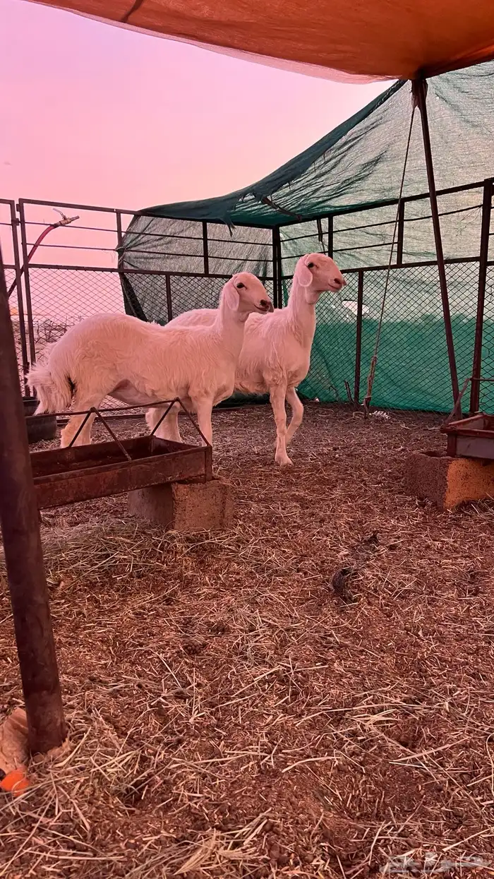 للبيع رخال حريات 1