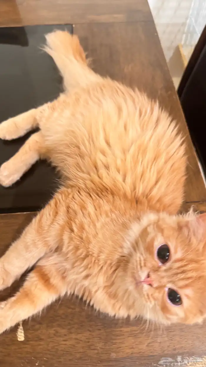 قطه شيرازي انثى 0