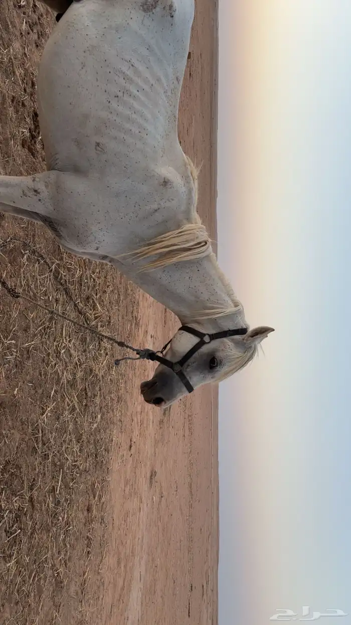 حصان شعبي 2