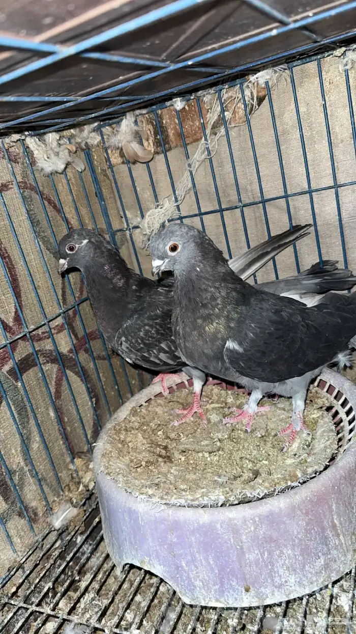 حمام للبيع 4