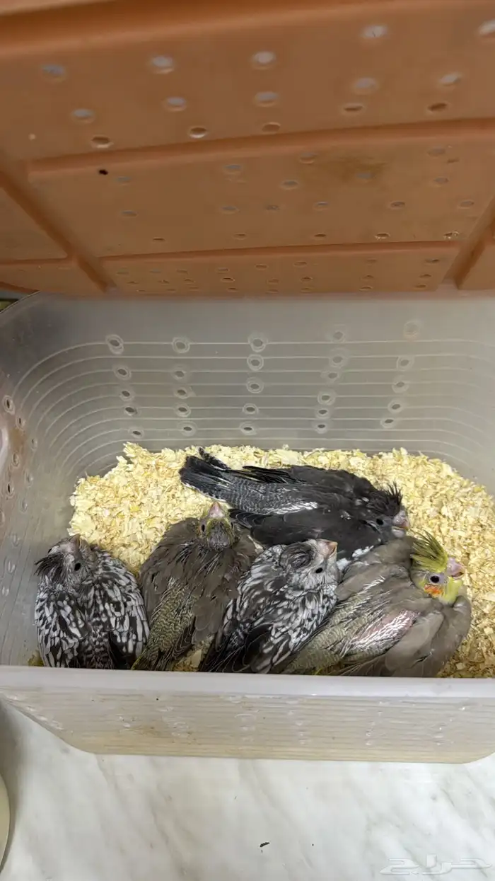 فروخ كروان اليفه 4