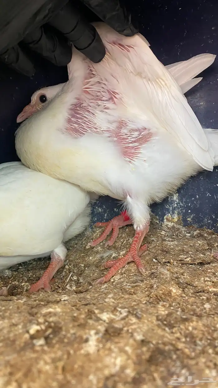 حمام فرنسي 1