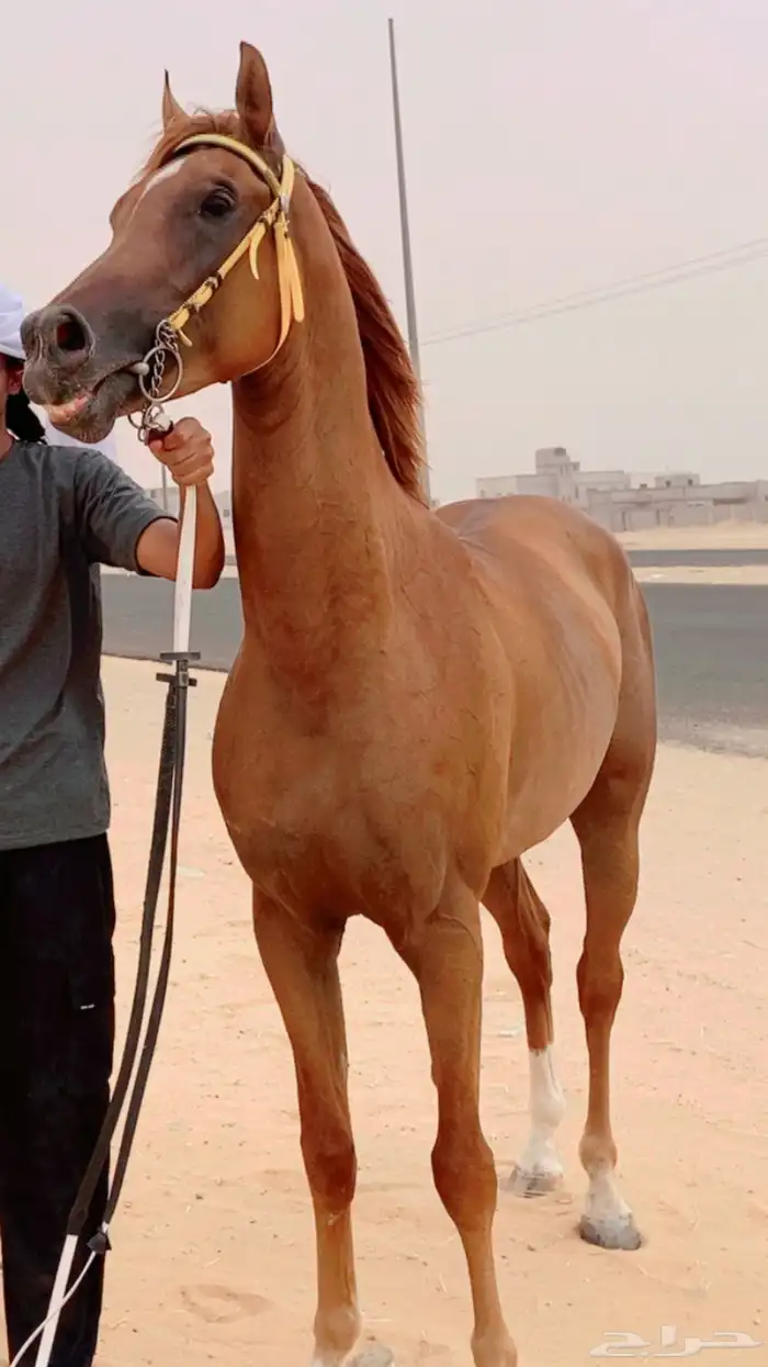 خيل شعبي 1