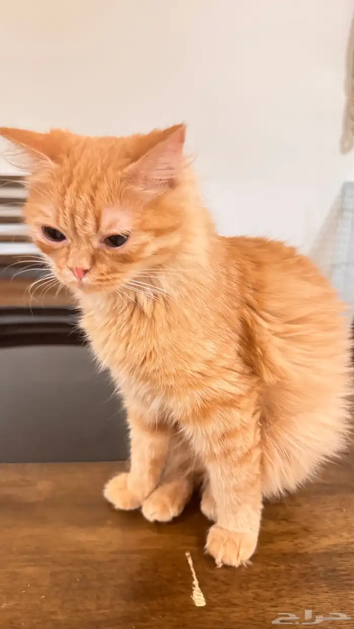 قطه شيرازي انثى 2