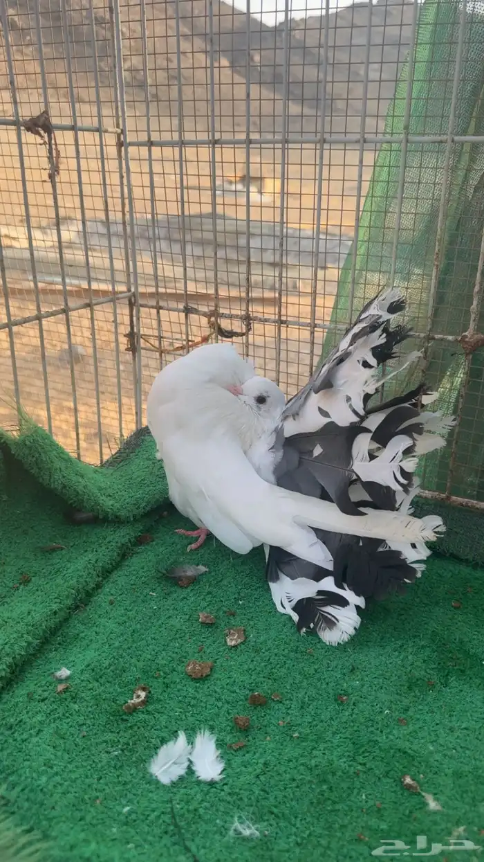 رقاص هولندي فناتيل 1