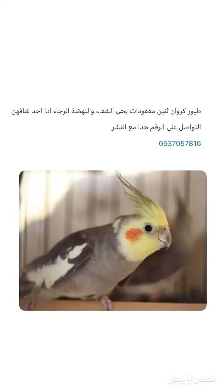 كراون مفقود 0