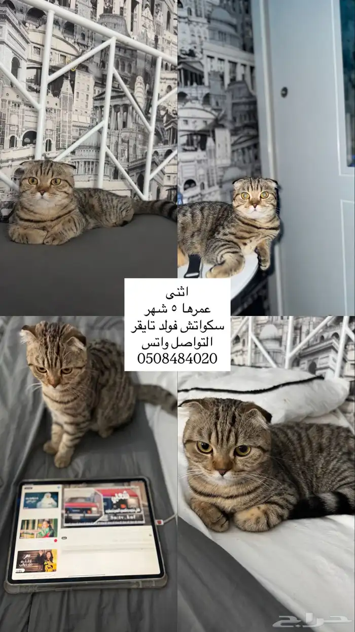 سكواتش فولد 0