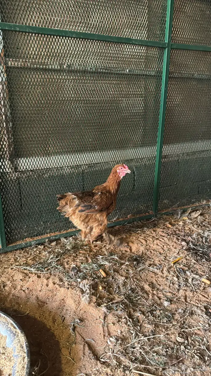 ديك ودجاجه براهما 1