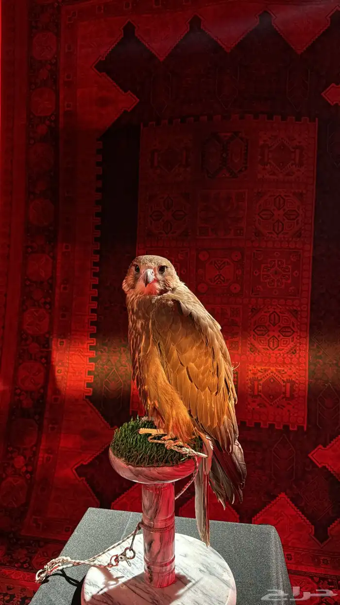 صقور للإيجار والتصوير والايفنتات 3