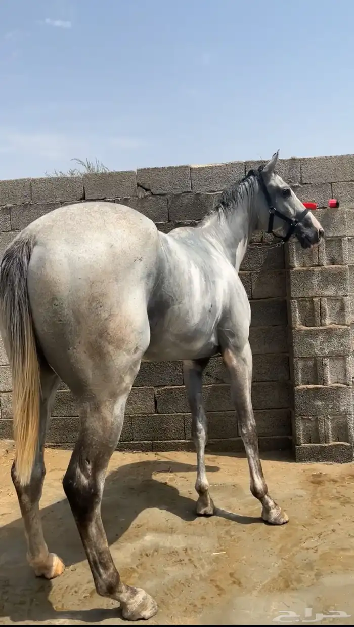 حصان سباقات بطل 0