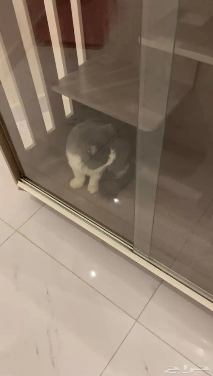 فندقة قطط 1