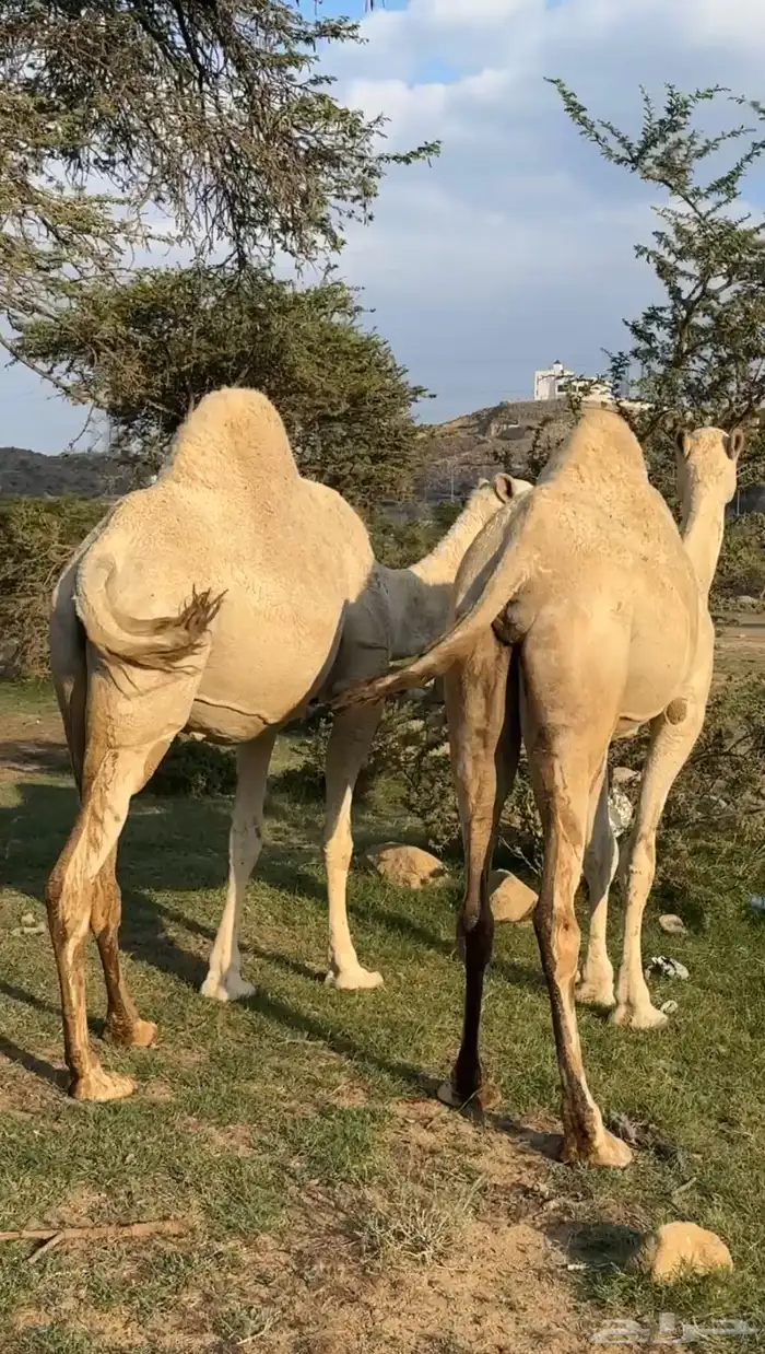 ابل وضح مخض وملاقي ( تم البيع ) 0