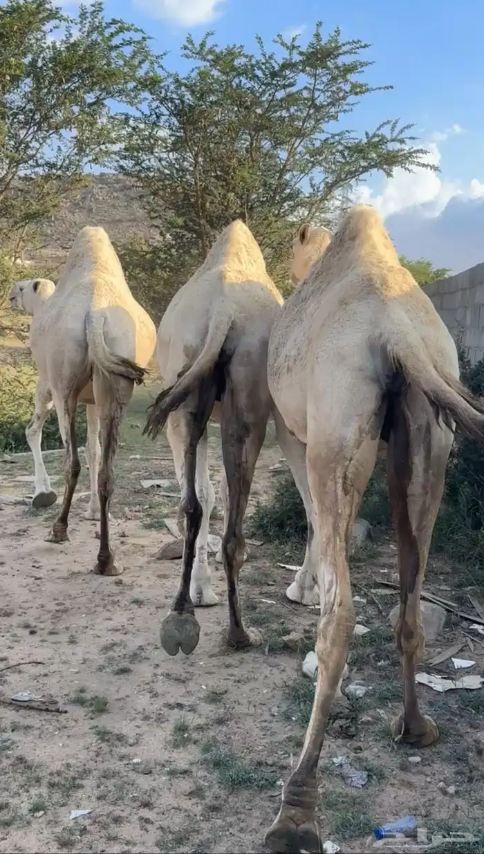 ابل وضح مخض وملاقي ( تم البيع ) 2