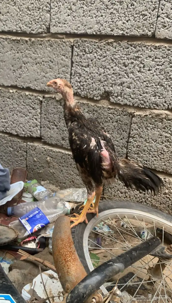 اثنين ديوك شامو للبيع التواصل للالصامل فقط 1