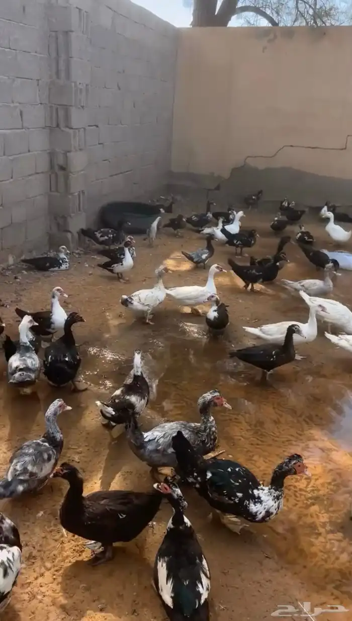 بح بياض 0