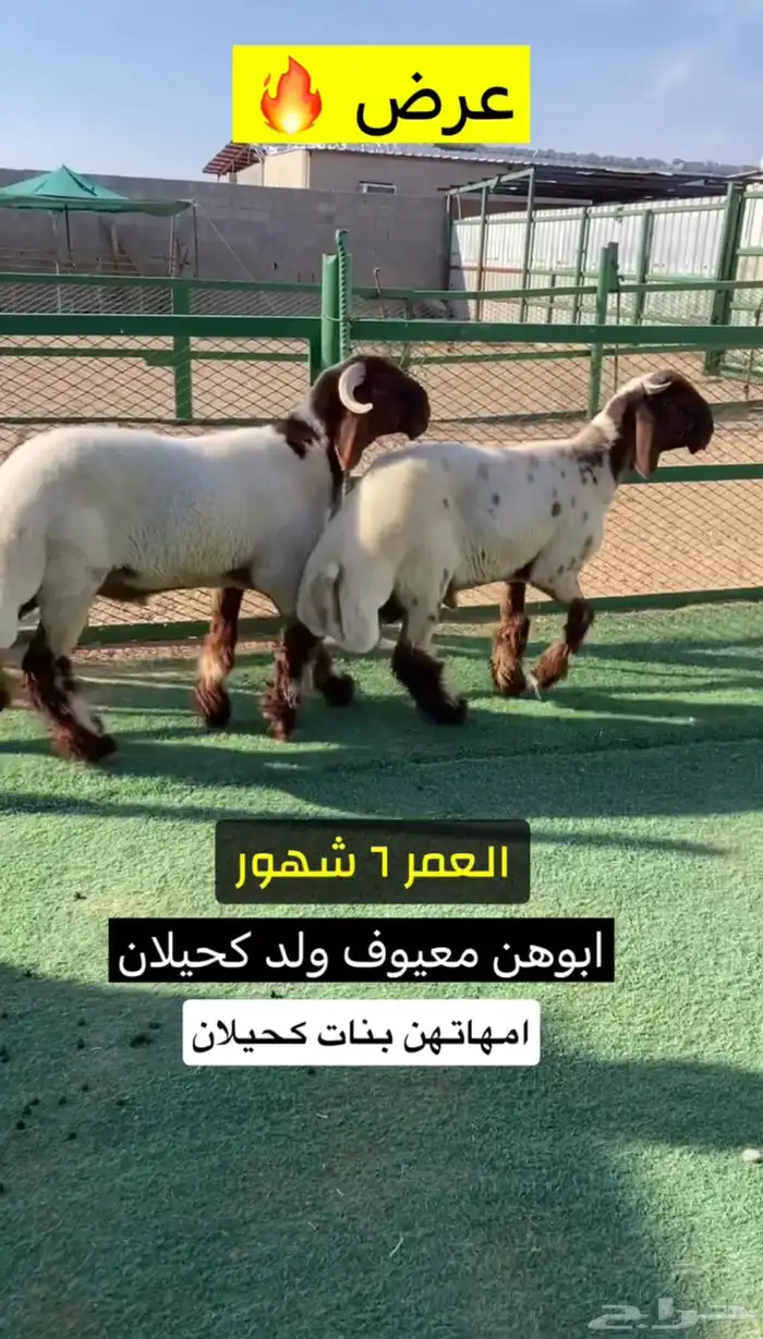 جذعان صنف 0